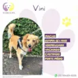 Vini
