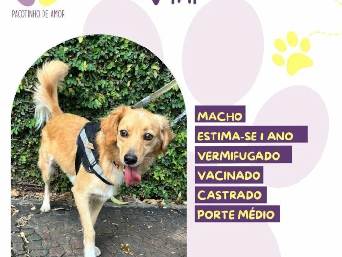 Cachorro ra a SRD-ViraLata idade 1 ano nome Vini