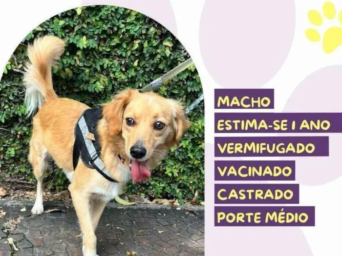 Cachorro ra a SRD-ViraLata idade 1 ano nome Vini