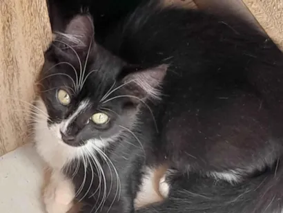 Gato raça SRD-ViraLata idade 2 a 6 meses nome Não possui nome
