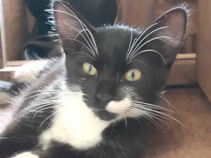 Gato raça SRD-ViraLata idade 2 a 6 meses nome Não possui nome