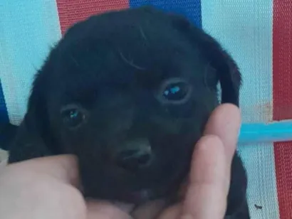 Cachorro raça SRD-ViraLata idade 2 a 6 meses nome Pulga 1