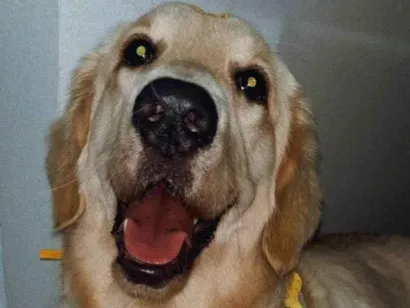 Cachorro raça Labrador idade 1 ano nome Frida