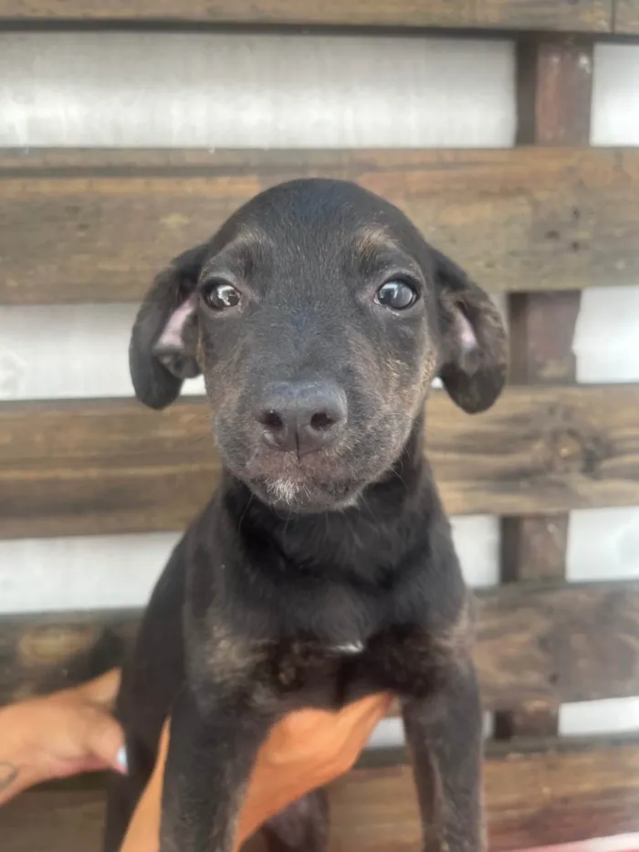 Cachorro ra a SRD-ViraLata idade 2 a 6 meses nome Will