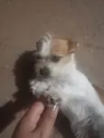 Branquinha