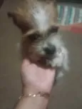 Branquinha
