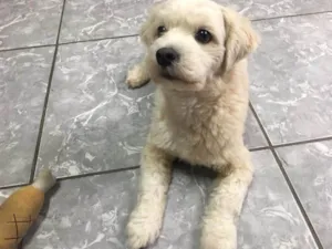 Cachorro raça SRD-ViraLata idade 6 ou mais anos nome Shiro 