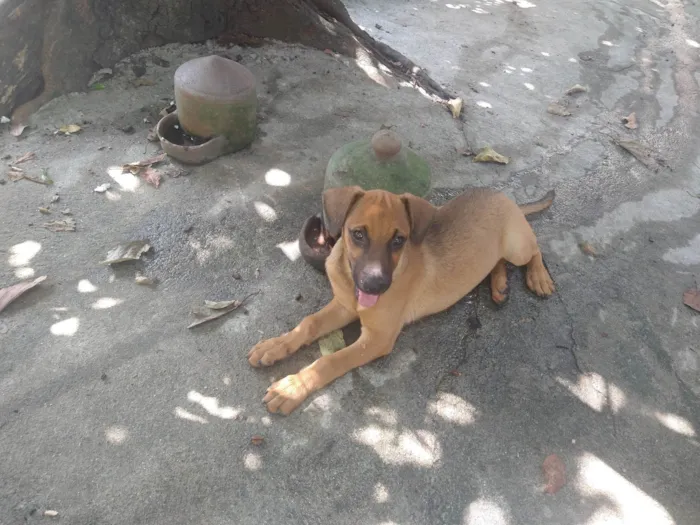 Cachorro ra a SRD-ViraLata idade 2 a 6 meses nome Sol