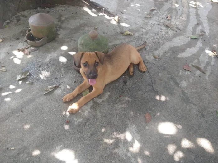 Cachorro ra a SRD-ViraLata idade 2 a 6 meses nome Sol