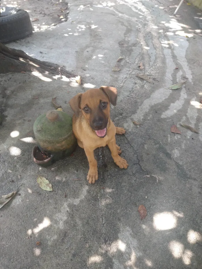 Cachorro ra a SRD-ViraLata idade 2 a 6 meses nome Sol