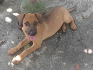 Cachorro raça SRD-ViraLata idade 2 a 6 meses nome Sol