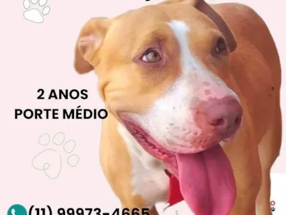 Cachorro raça Pit-Bull idade 2 anos nome Pitbull