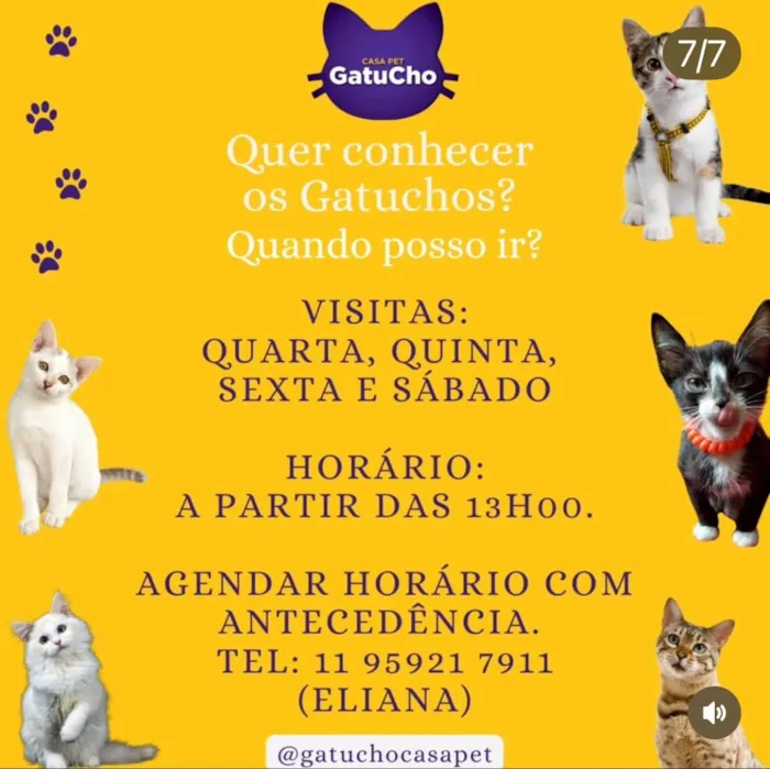 Gato ra a SRD-ViraLata idade 2 a 6 meses nome Sem Nome