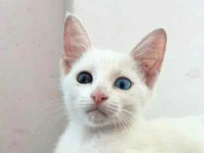 Gato raça SRD-ViraLata idade 2 a 6 meses nome Marrie