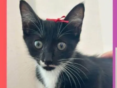 Gato raça SRD-ViraLata idade 2 a 6 meses nome Mavie