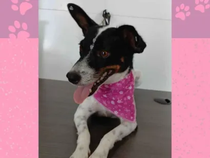 Cachorro raça SRD-ViraLata idade 2 anos nome Preta