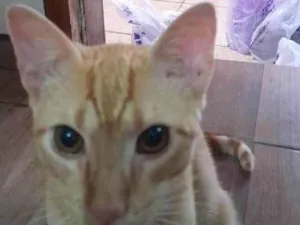 Gato raça SRD-ViraLata idade 2 a 6 meses nome Ruivo