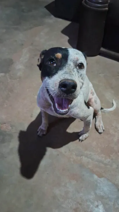 Cachorro raça SRD-ViraLata idade 1 ano nome Lua