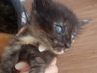 Gato raça Nao sei a raça  idade 2 a 6 meses nome Amora 