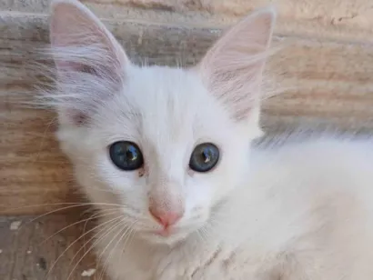 Gato raça SRD-ViraLata idade 2 a 6 meses nome Luma