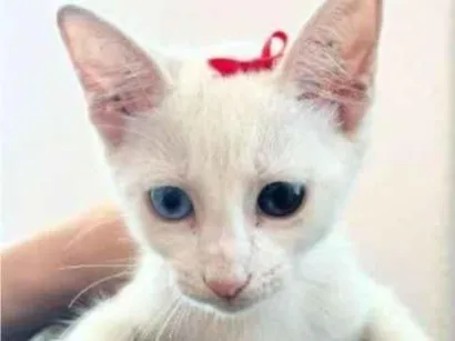 Gato raça SRD-ViraLata idade 2 a 6 meses nome Mércia