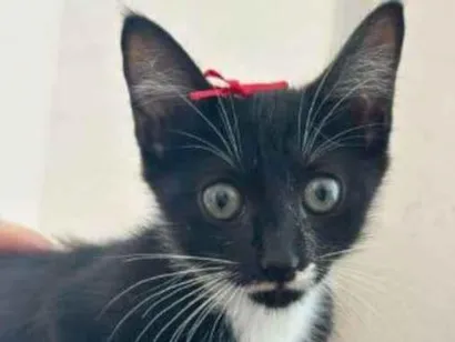 Gato raça SRD-ViraLata idade 2 a 6 meses nome Viola