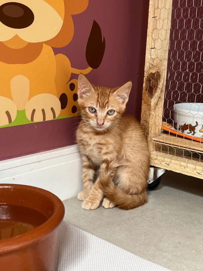 Gato ra a SRD-ViraLata idade Abaixo de 2 meses nome Léo 