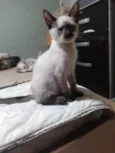 Juninho