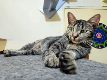 Gato raça SRD-ViraLata idade 3 anos nome Banzai