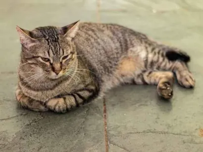 Gato raça SRD-ViraLata idade 4 anos nome Hebert