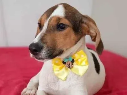 Cachorro raça SRD-ViraLata idade 7 a 11 meses nome JUDE
