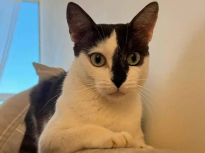 Gato raça SRD-ViraLata idade 3 anos nome AURORA