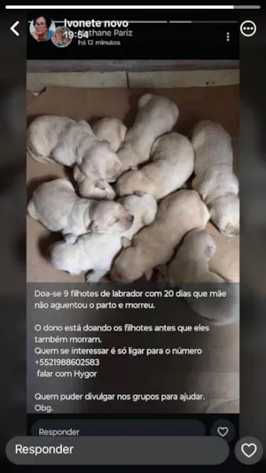 Cachorro raça Labrador idade Abaixo de 2 meses nome 9 filhotes de labrador