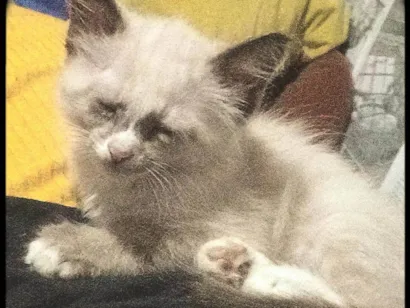 Gato raça SRD-ViraLata idade Abaixo de 2 meses nome Sem nome