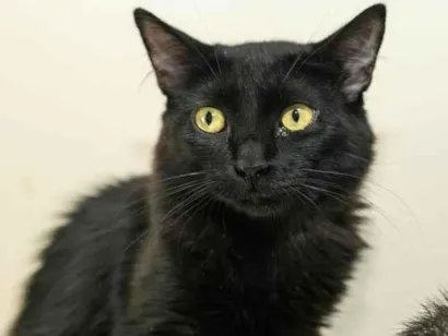 Gato raça SRD-ViraLata idade 1 ano nome Belmira