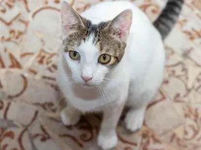 Gato raça SRD-ViraLata idade 1 ano nome Belém