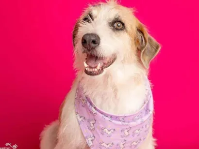 Cachorro raça SRD-ViraLata idade 2 anos nome Emy 