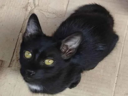 Gato raça SRD-ViraLata idade 2 a 6 meses nome Pandora