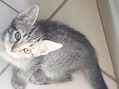 Gato raça SRD-ViraLata idade 2 a 6 meses nome Maya