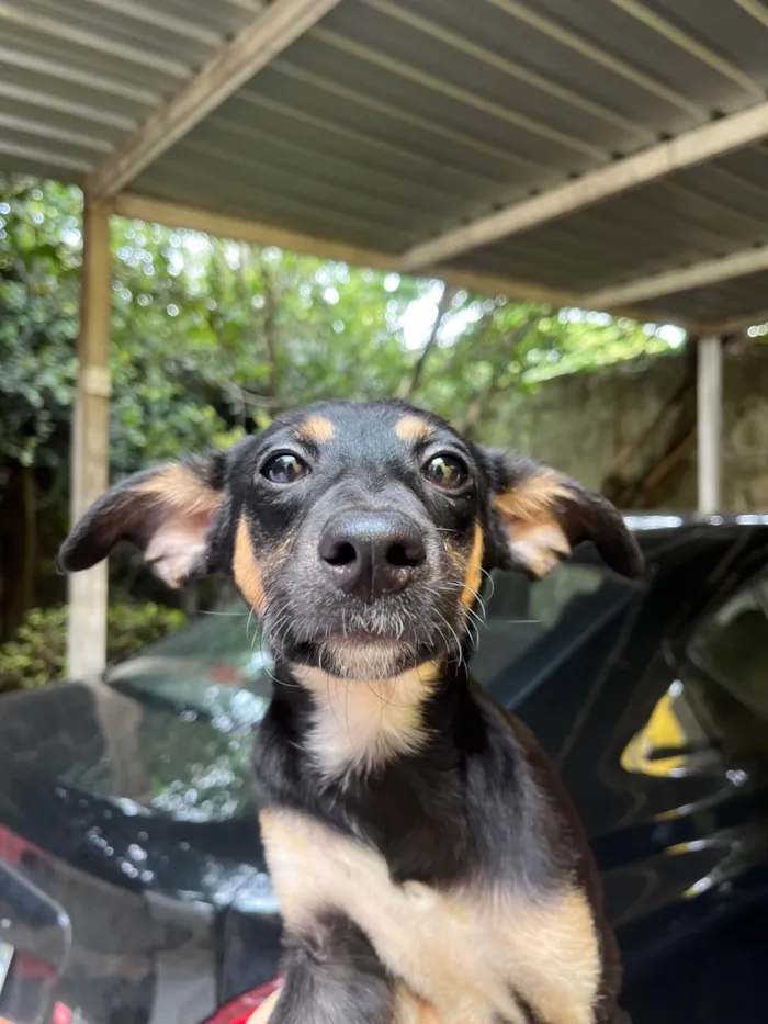 Cachorro ra a SRD-ViraLata idade 2 a 6 meses nome Bella