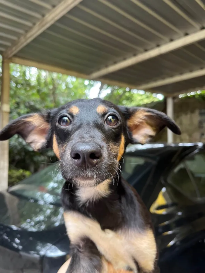 Cachorro ra a SRD-ViraLata idade 2 a 6 meses nome Bella