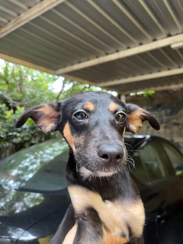 Cachorro ra a SRD-ViraLata idade 2 a 6 meses nome Bella