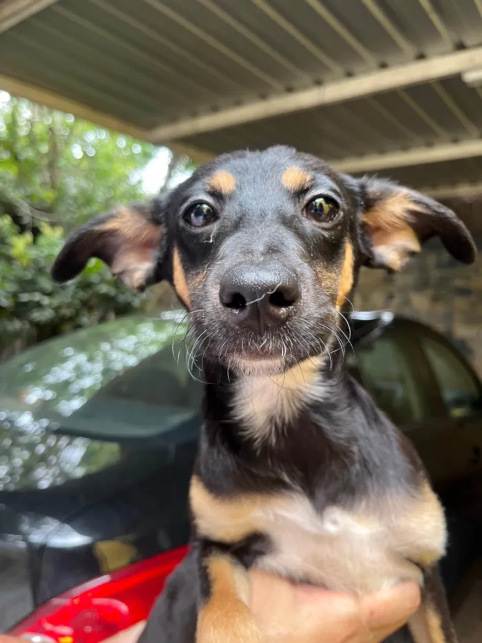 Cachorro ra a SRD-ViraLata idade 2 a 6 meses nome Bella