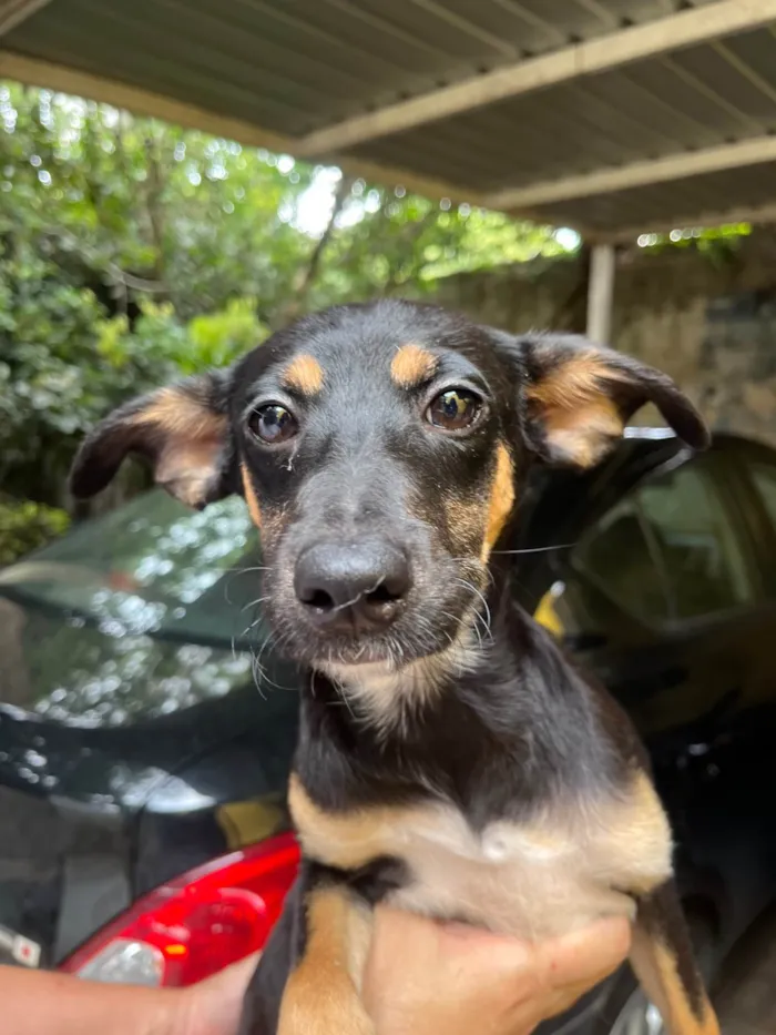 Cachorro ra a SRD-ViraLata idade 2 a 6 meses nome Bella