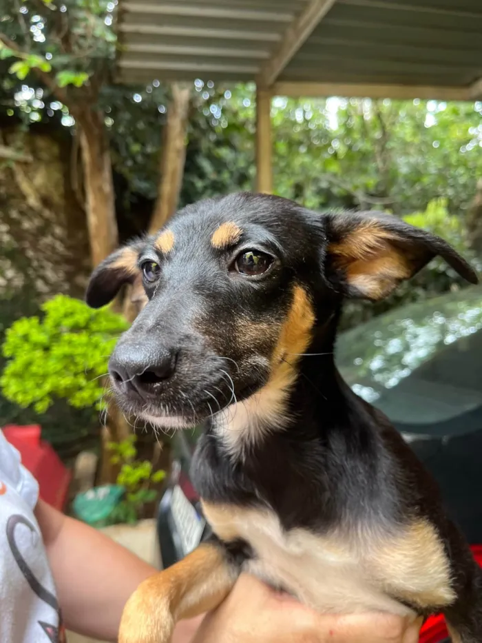 Cachorro ra a SRD-ViraLata idade 2 a 6 meses nome Bella