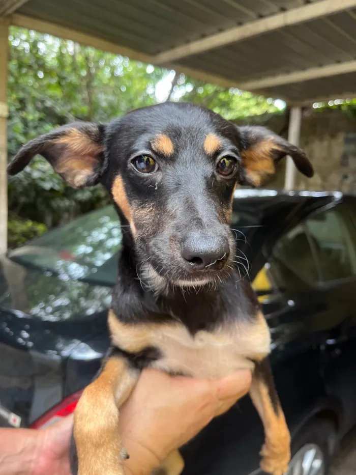 Cachorro ra a SRD-ViraLata idade 2 a 6 meses nome Bella