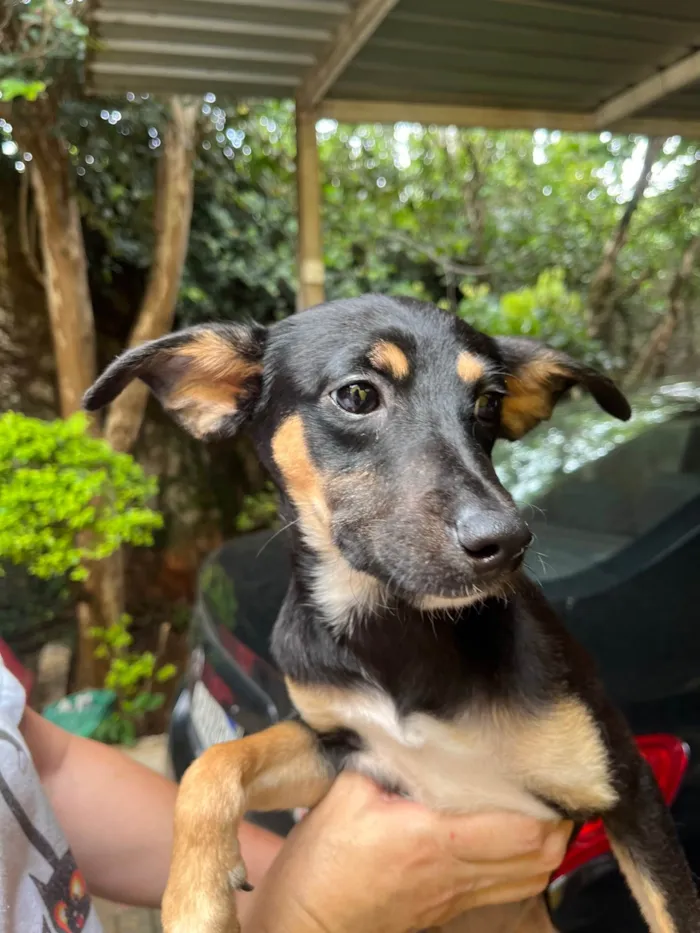 Cachorro ra a SRD-ViraLata idade 2 a 6 meses nome Bella