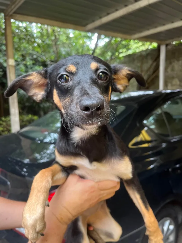 Cachorro ra a SRD-ViraLata idade 2 a 6 meses nome Bella