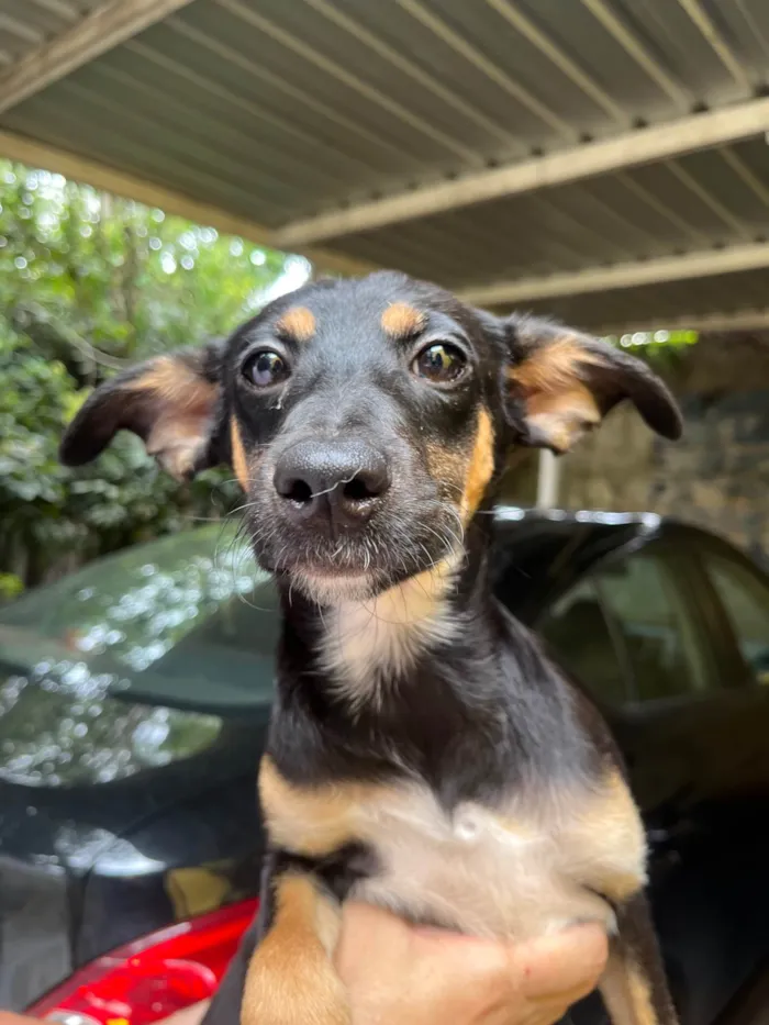 Cachorro ra a SRD-ViraLata idade 2 a 6 meses nome Bella