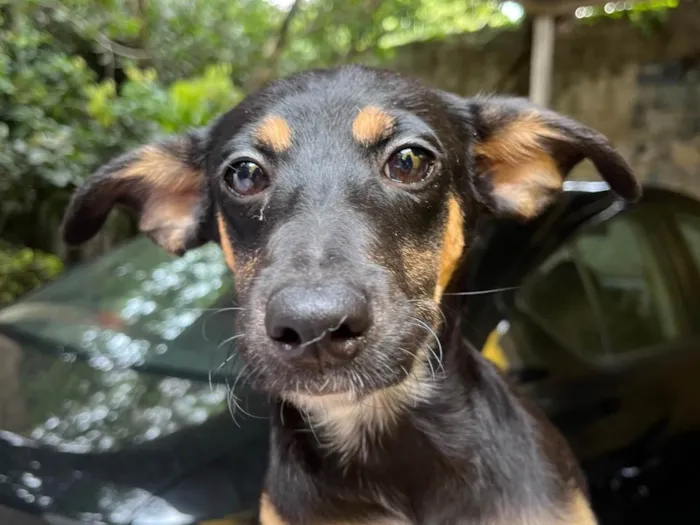 Cachorro ra a SRD-ViraLata idade 2 a 6 meses nome Bella